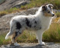 16 uker gammel / 16 weeks old