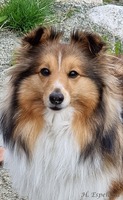 "Ziggy" 3 år gammel