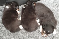 Allerede 3 uker gamle/Already 3 weeks old