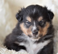 Scarlet-Red's Hector 4 uker / 4 weeks old