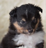 Scarlet-Red's Hazel 4 uker / 4 weeks old