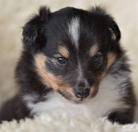 Scarlet-Red's Hermosa 4 uker / 4 weeks old