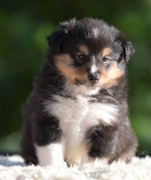 Scarlet-Red's Hector 5 uker / 5 weeks old