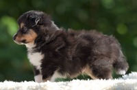 Scarlet-Red's Hector 5 uker / 5 weeks old