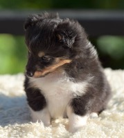 Scarlet-Red's Hazel 5 uker / 5 weeks old