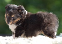 Scarlet-Red's Hazel 5 uker / 5 weeks old