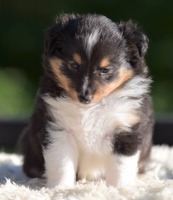 Scarlet-Red's Hermosa 5 uker / 5 weeks old