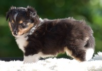 Scarlet-Red's Hermosa 5 uker / 5 weeks old