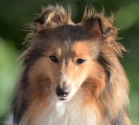 Scarlet-Red's Chicka 3 år gammel / 3 years old
