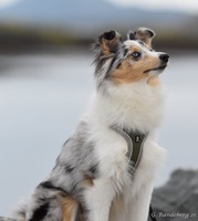 Scarlet-Red's Gunnsita 7 måneder