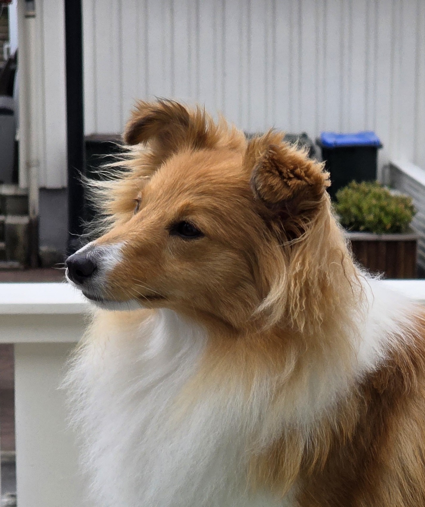 Scarlet-Red's Lima 1 år