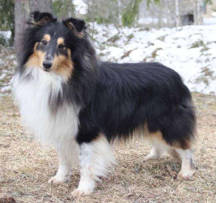 N Uch Cassius Bohemia Classic