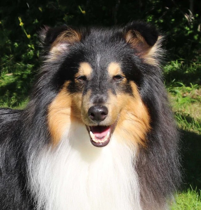 N Uch Cassius Bohemia Classic