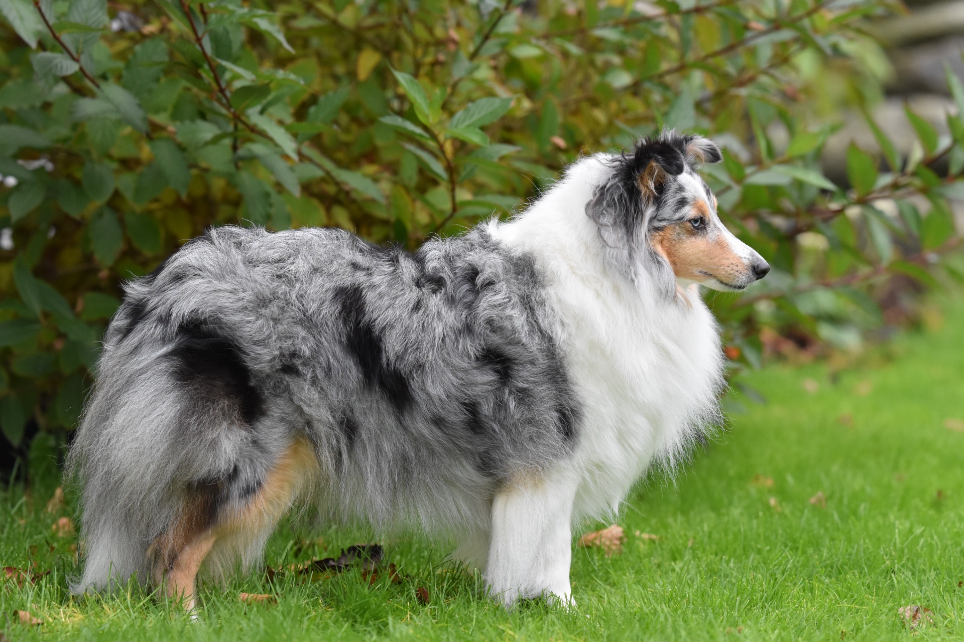 Scarlet-Red's Gunnsita