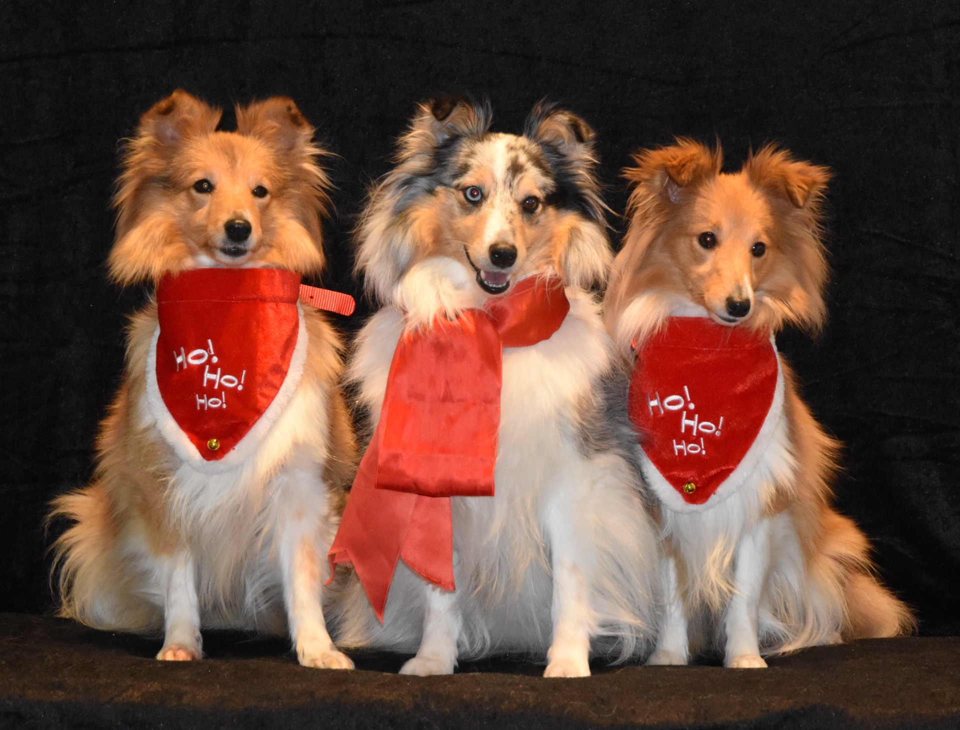 Living with us: Enya, Gunnsita and Lima