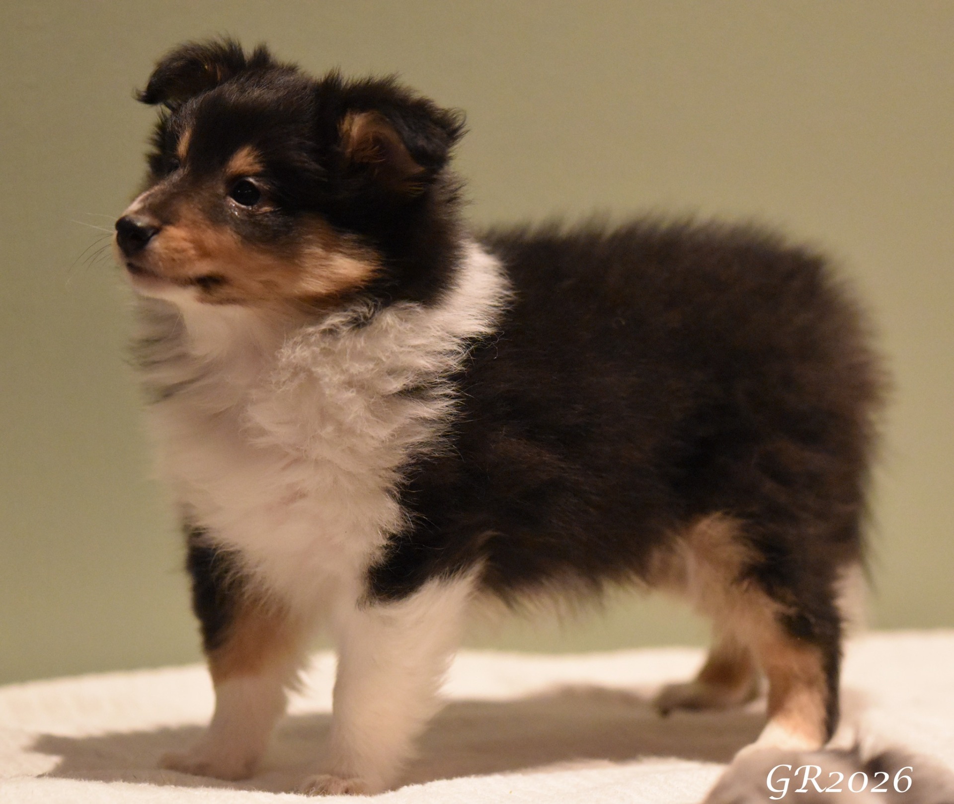 Scarlet-Red's Nero Ledig til rett familie