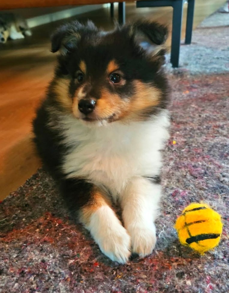 Scarlet-Red's Nero Ledig til rett familie