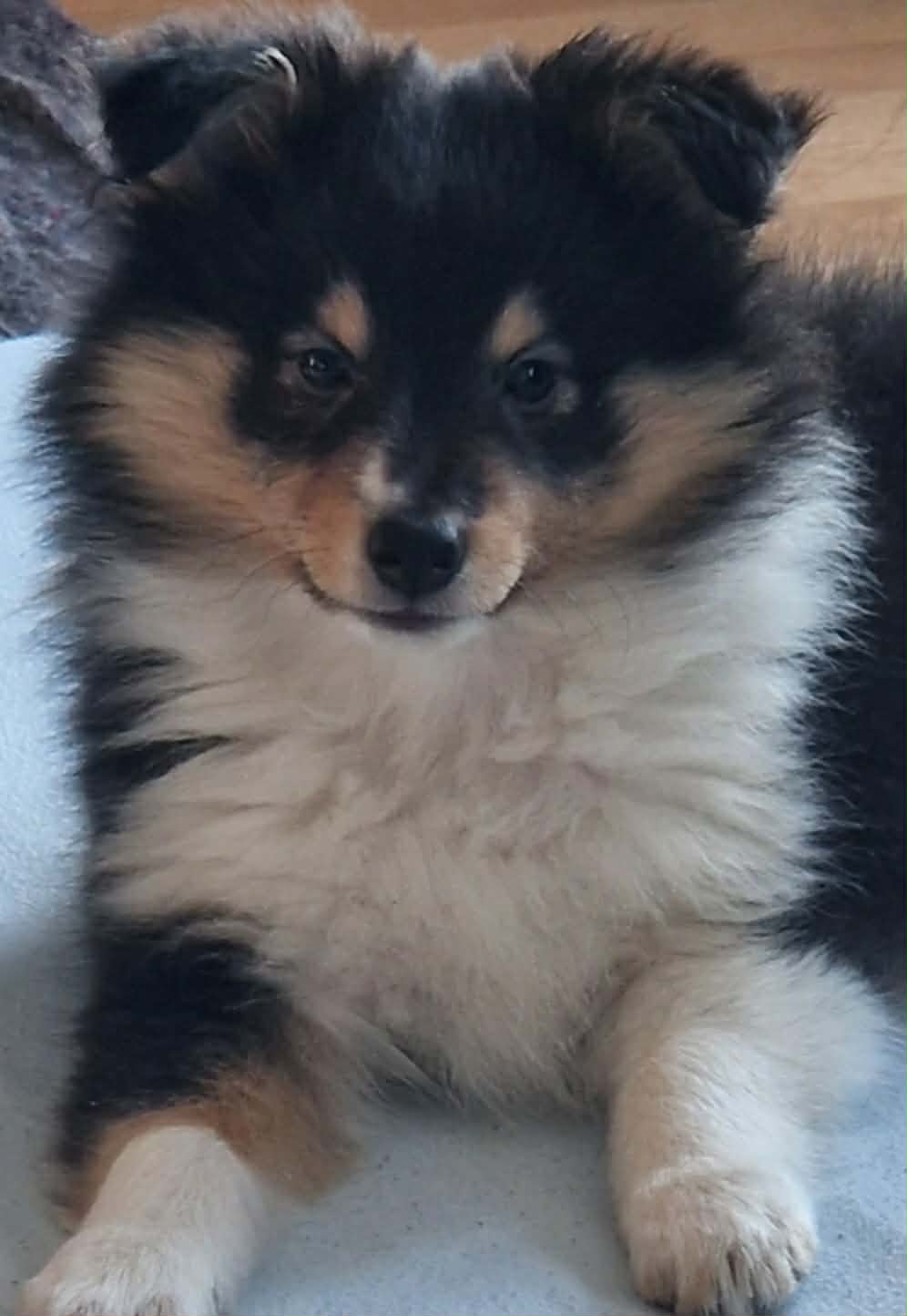 Scarlet-Red's Nero 8 uker