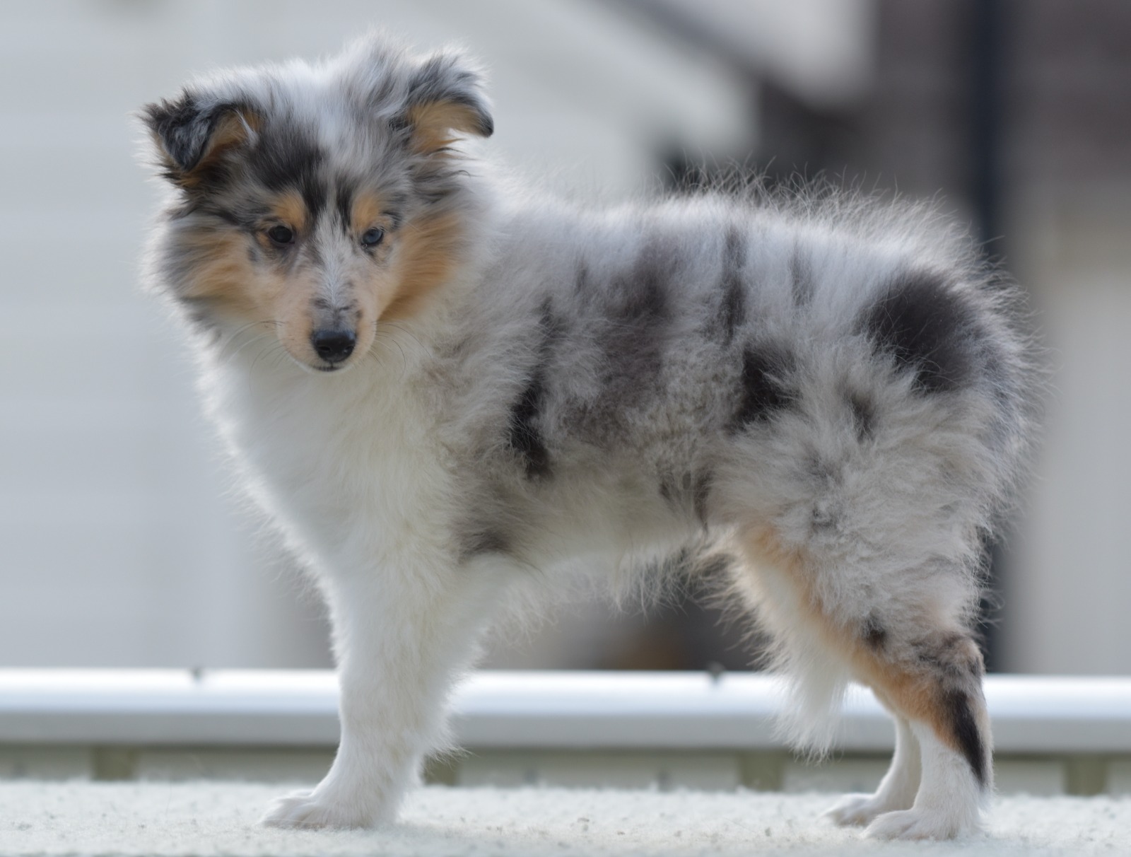 Scarlet-Red's Niña 10 uker