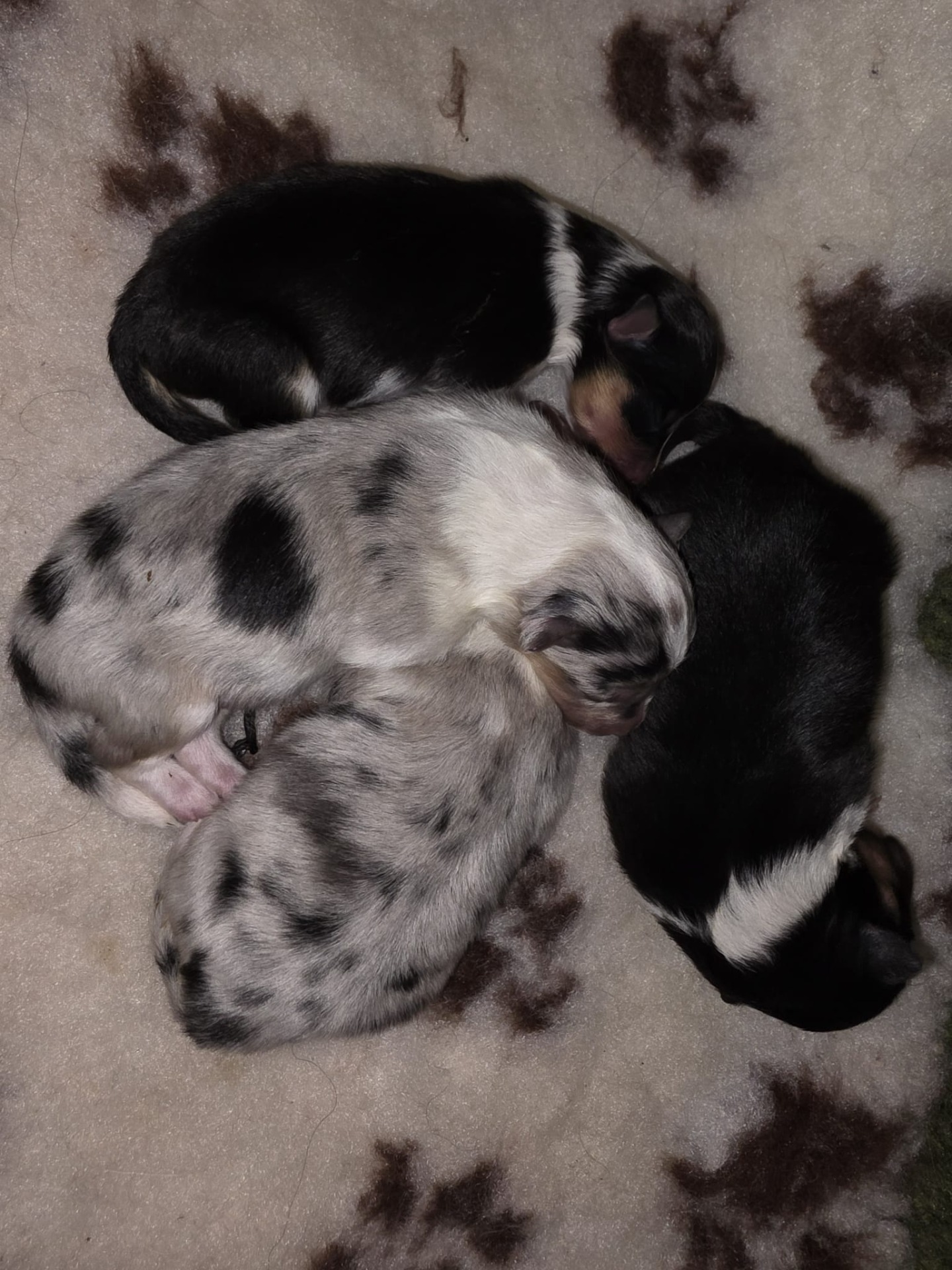 Hennes søsken Nero, Niño og Negrita