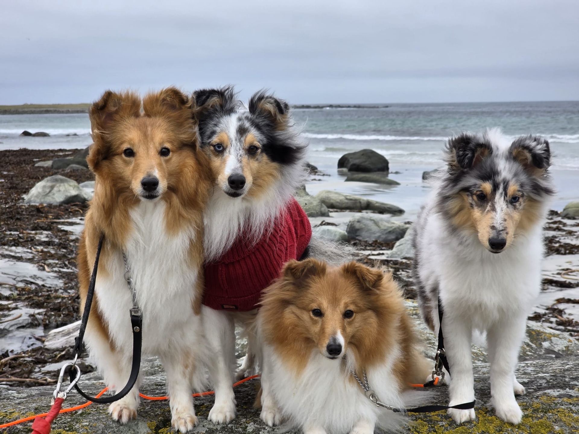 Living with us: Enya, Gunnsita, Lima og Niña