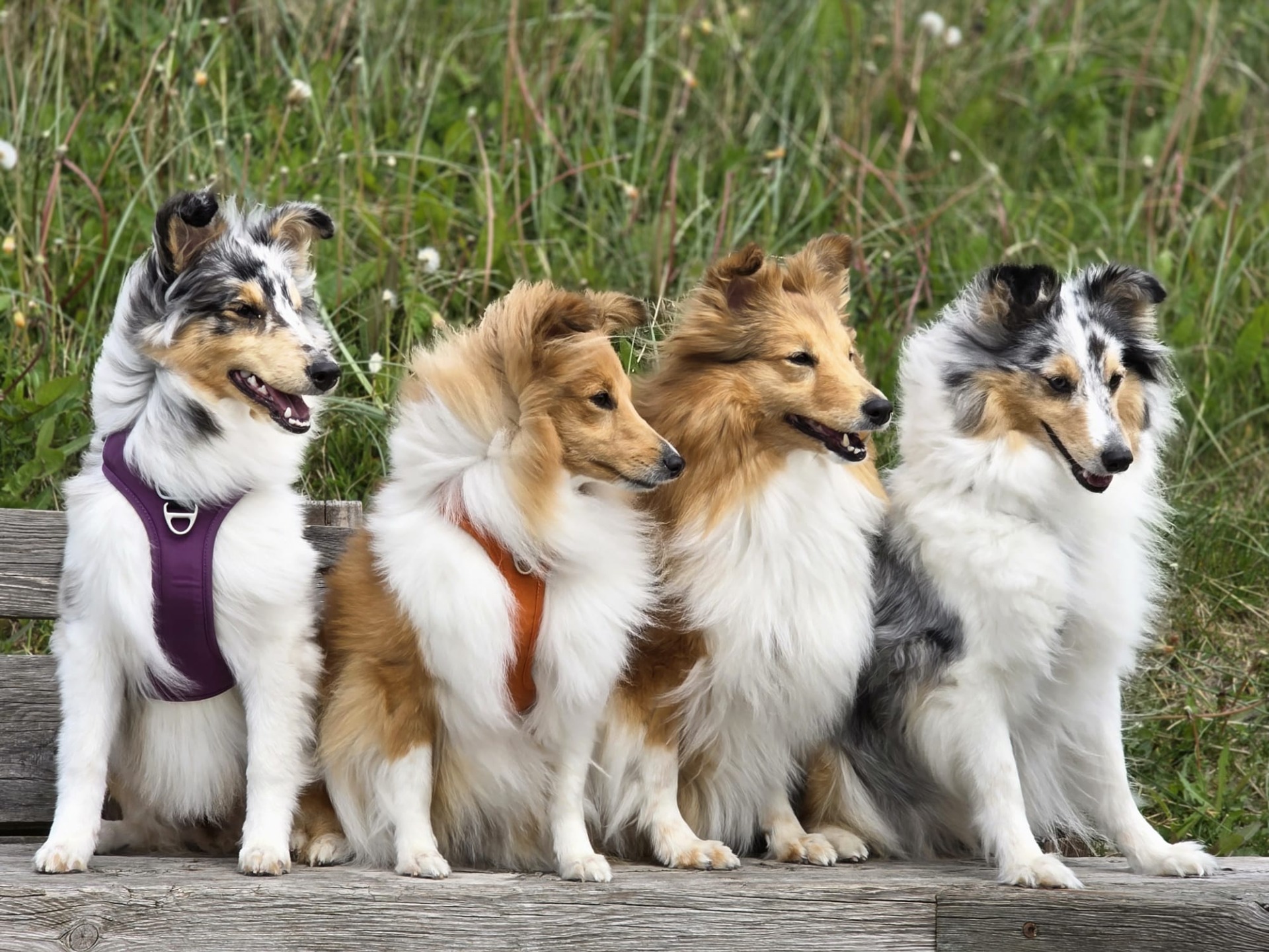 Living with us: Niña, Lima, Enya and Gunnsita