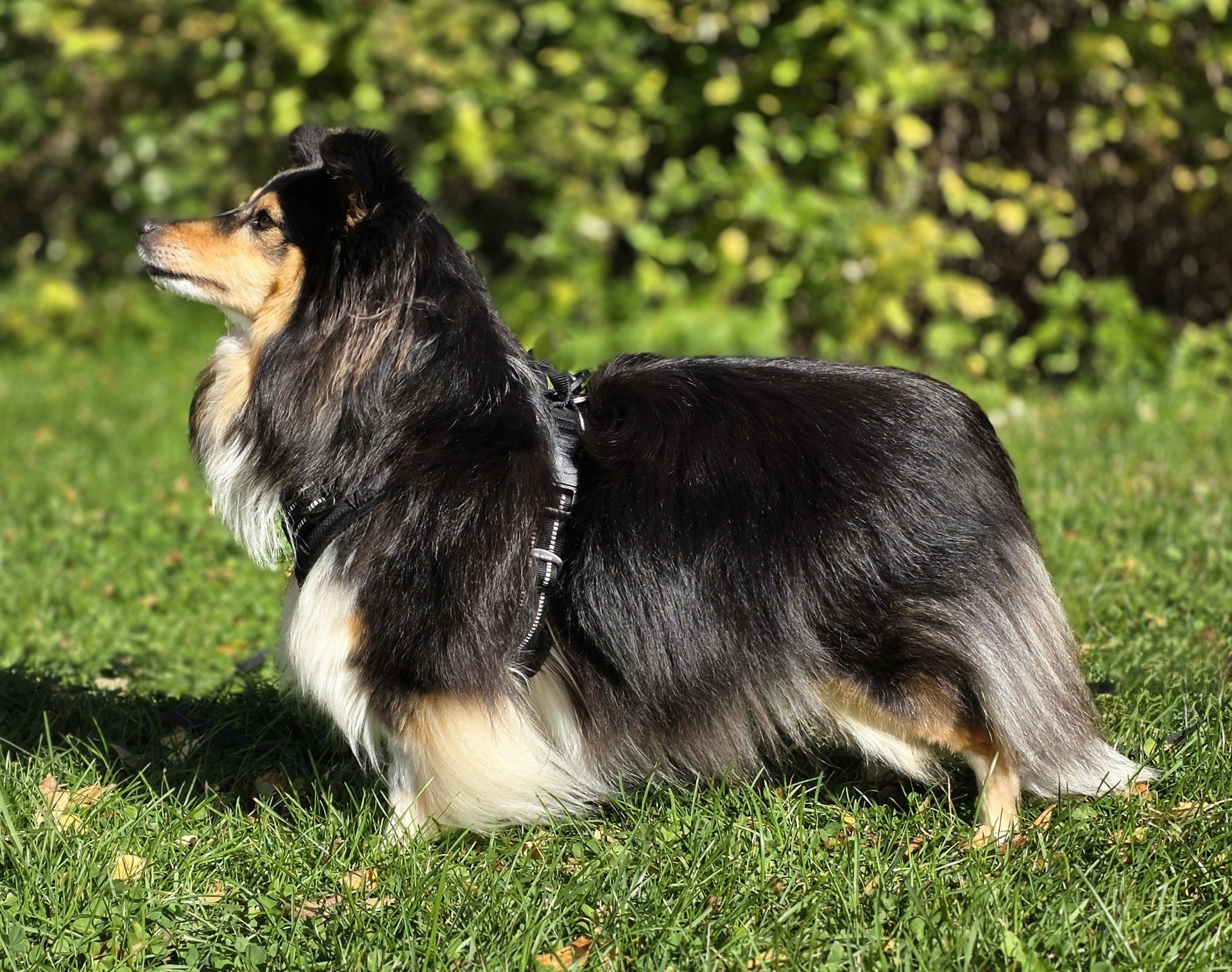 Scarlet-Red's Hermosa (Luna)